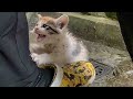 【子猫 保護】-8°Cの天候でも生き延びようとする汚い子猫、コートの中に抱きしめて家に連れて帰る