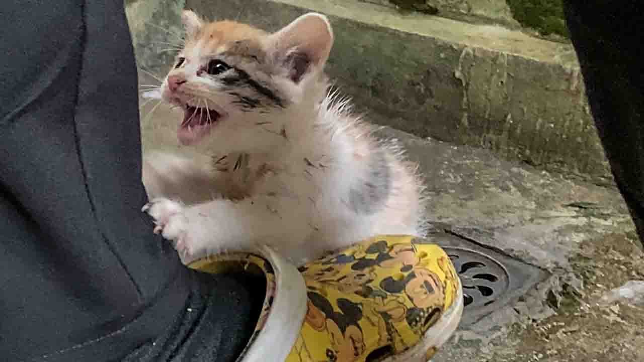 Грязный котёнок пытается выжить при температуре -8°C, мы обнимаем его под пальто и забираем домой