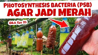 Download Lagu AGAR HASIL BAKTERI FOTOSINTESIS JADI MERAH | Asam Amino Tanaman Subur Berbuah Lebat | Q\u0026A Eps 25 MP3