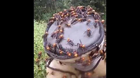 Шершни атакуют