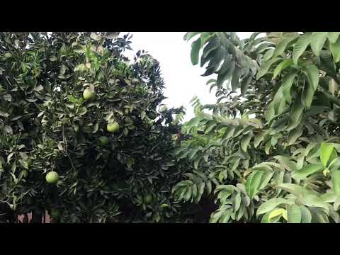 ازرع يا مزارع اغنية الجوافة