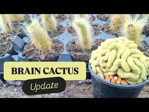 Update on our Brain Cactus (Mammillaria elongata Cristata)