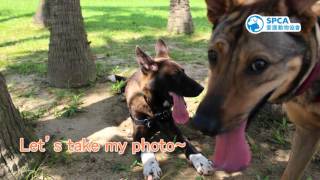 SPCA Homing animal - Lazzie(English subtitle)