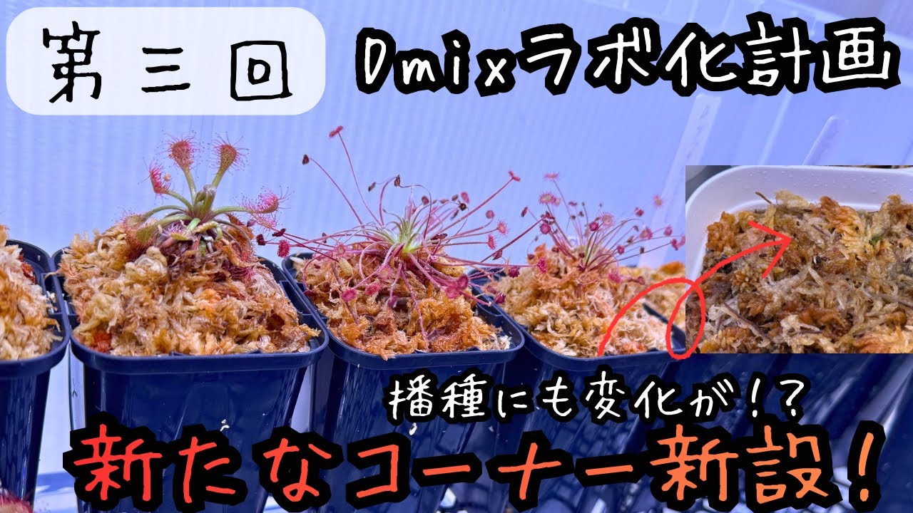 Part 3] New XX corner! Changes in the seeds you sowed! Carnivorous