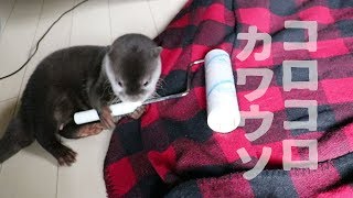カワウソ コタローのコロコロ掃除？コロコロ遊び？ Cleanly baby otter