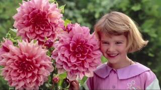 Roberta's 4-piece New Generation Over The Top Dahlia on QVC