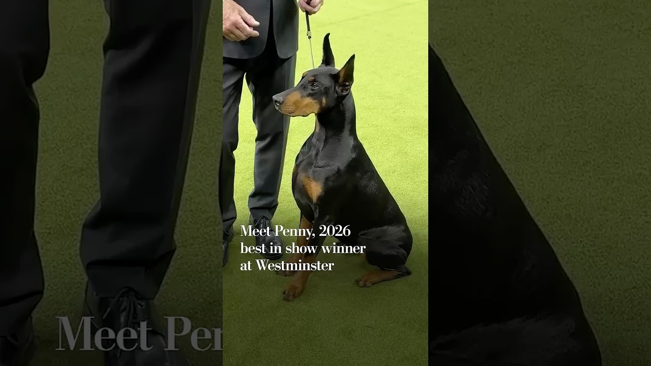 Meet Penny, 2026 best in show winner at Westminster