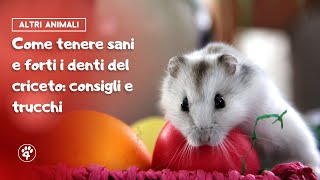 Come tenere sani e forti i denti del criceto: consigli e trucchi | Amoreaquattrozampe.it