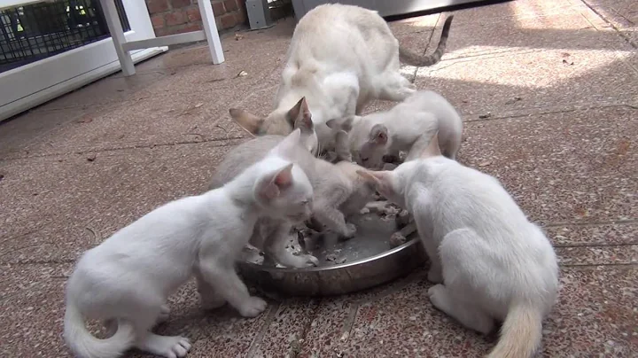 Video 9127001: tabby point siamese, chocolate point siamese, kitten