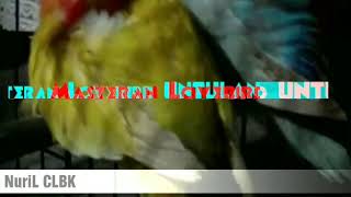 Masteran Lovebird UNTULAN dan KOLONI