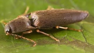 Clicking Click Beetle