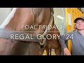 Foal Fridays: Regal Glory and her Into Mischief Filly