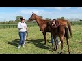 Foal Fridays: Regal Glory and her Into Mischief Filly