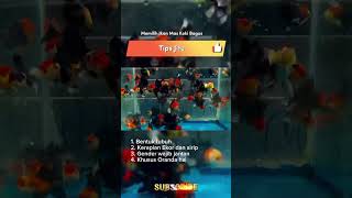 Tips Jitu Memilih Ikan Mas Koki Terbaik