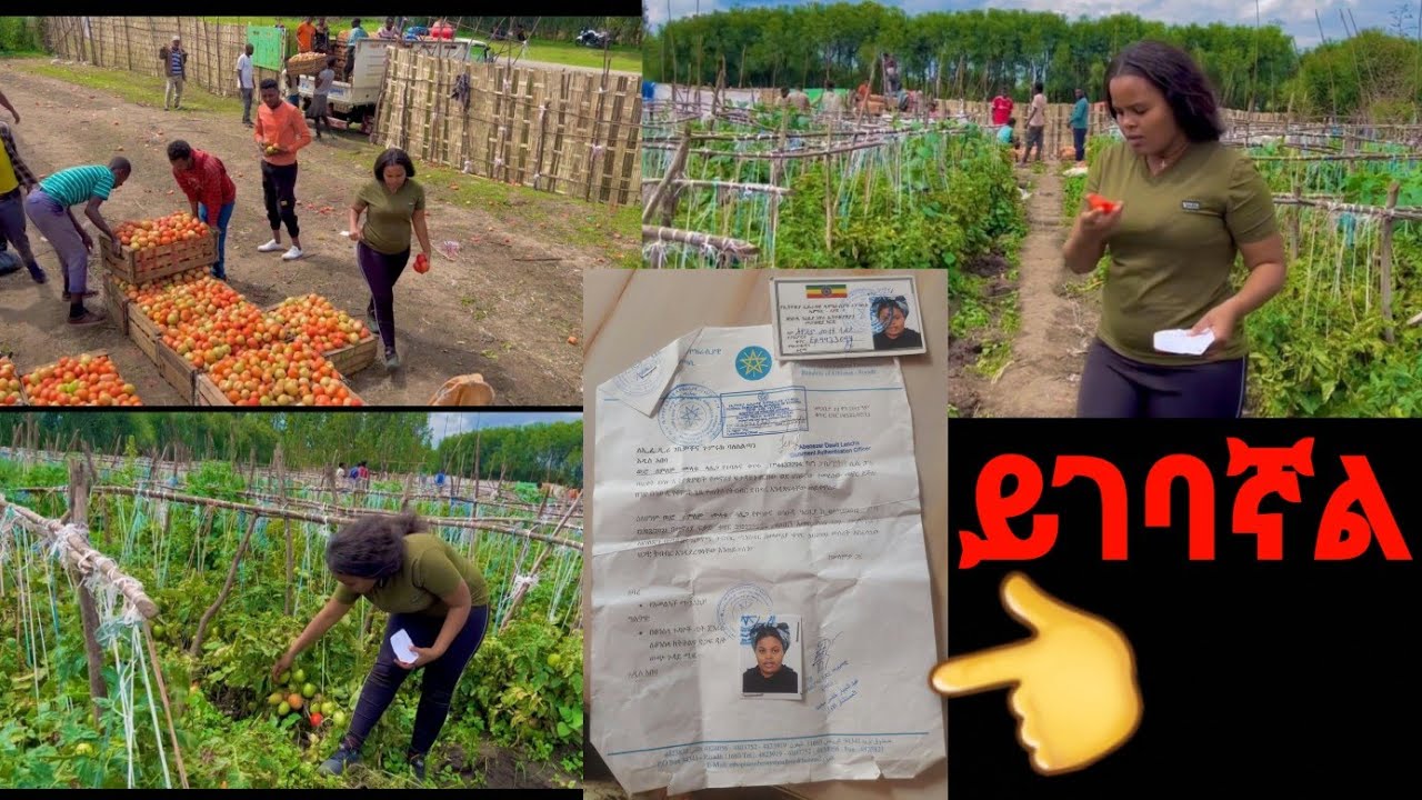 2መቶ ሺ ብር ብቻ ትርፋማ  ቲማቲም ምርት በ 4ውር ሙሉ መረጃ