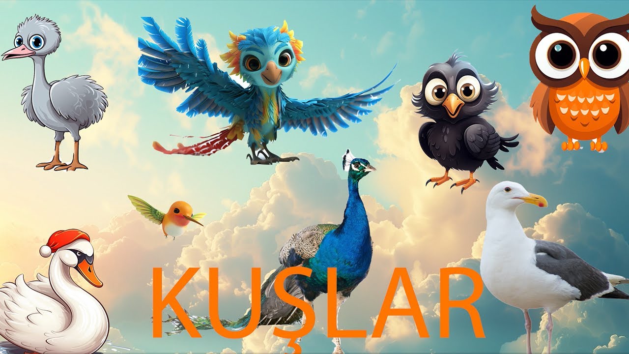 KUŞLARI ÖĞRENELİM - Kuş türleri eğitici video - YouTube