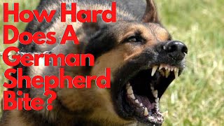 How Hard Does A German Shepherd Bite? (Bonus: Tips For Reducing Biting!)