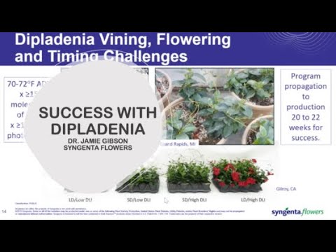 Dipladenia Ft Dr Jamie Gibson