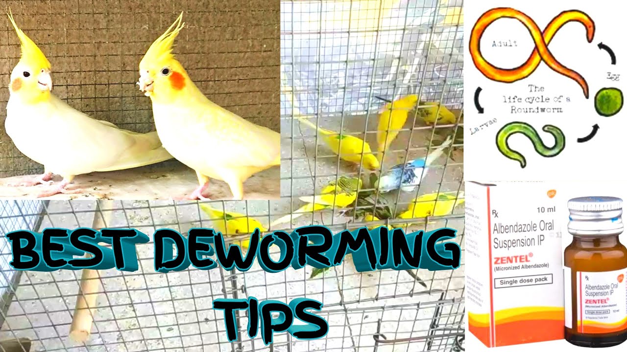 Deworming Tips For Birds How To Deworming Birds Deworming Birds In 