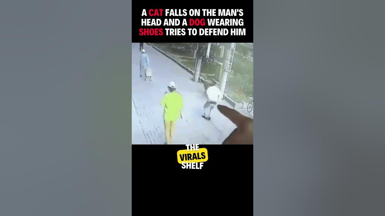 A cat falls on man's head and a dog wearing shoes tries to defend him 😁 YouTube