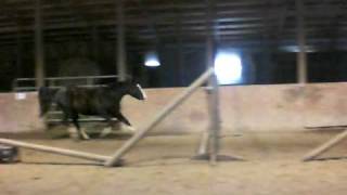 Haynes free jumping #2