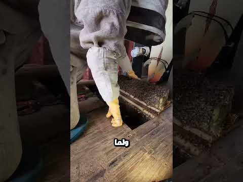 شوفو كيف عملت خلية نحل وسط بيتي