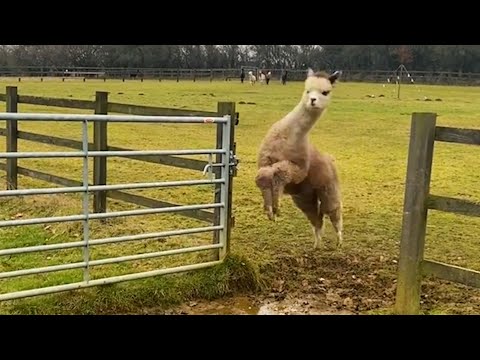 Funniest Farm Animals