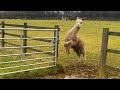 Funniest farm animals