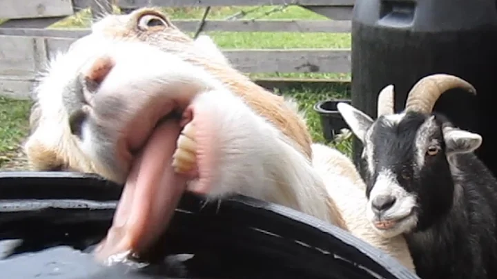 Funniest Farm Animals