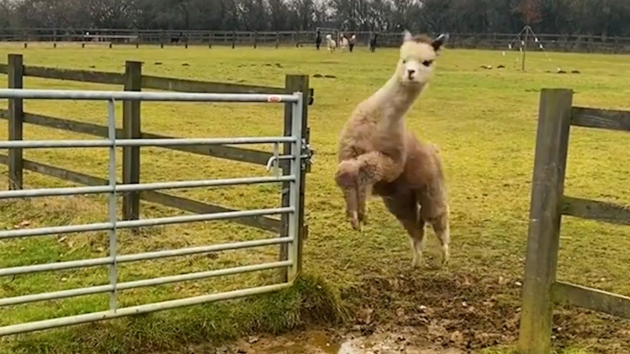 ⁣Funniest Farm Animals