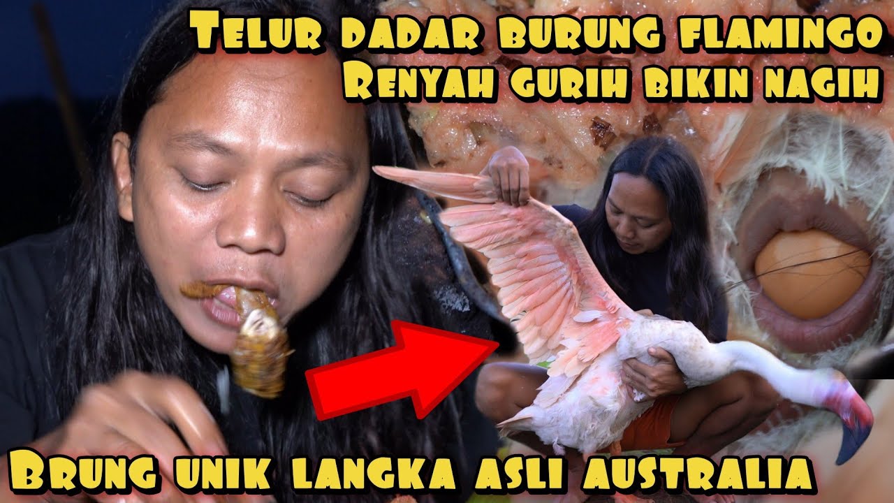 TELUR DADAR BURUNG FLAMINGO OLAHAN RESEP DEDE INOEN