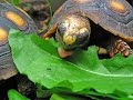 Características de la Tortuga Morrocoy - TvAgro por Juan Gonzalo Angel