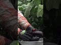 너무 많이 달려 쓰러진 서서따는 가지 Shorts 너무 많이 달려 쓰러진 서서따는 가지 Shorts