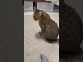 猫に背中で爪とぎされたから仕返ししたら… #shorts