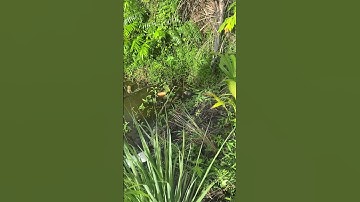 thêm một pha câu cá  lóc bằng vịt con cho anh em trả nghiệm 😅😂😅😂