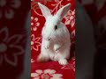 My Cute Bunny Cuteness 😘😇 #bunnyreaction #rabbit #babyanimals #funny #mybunny