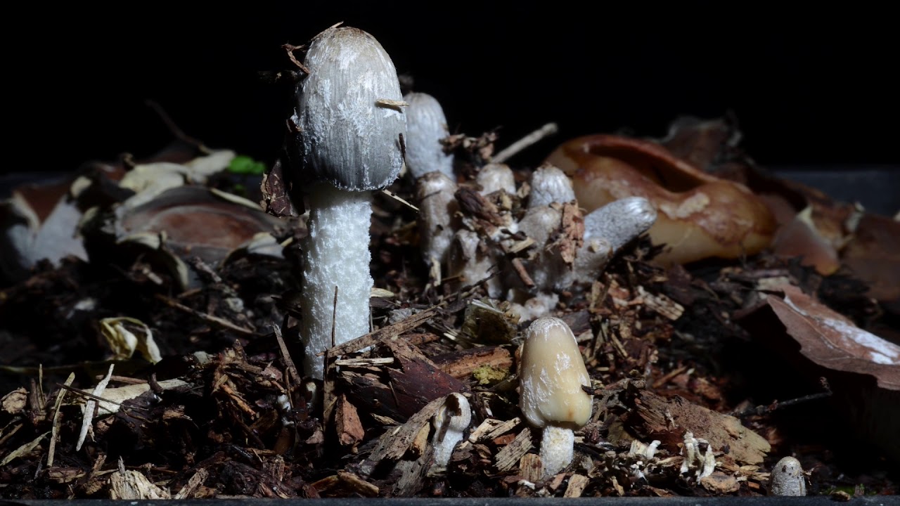 Fungi growth Microbiology YouTube