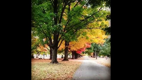 Amazing Maple Tree during Fall