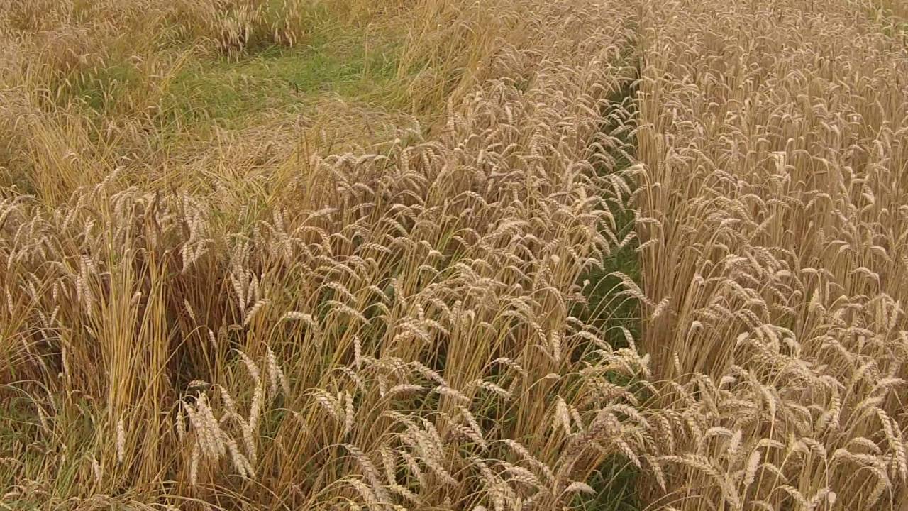 фото пшеничные поля смотреть