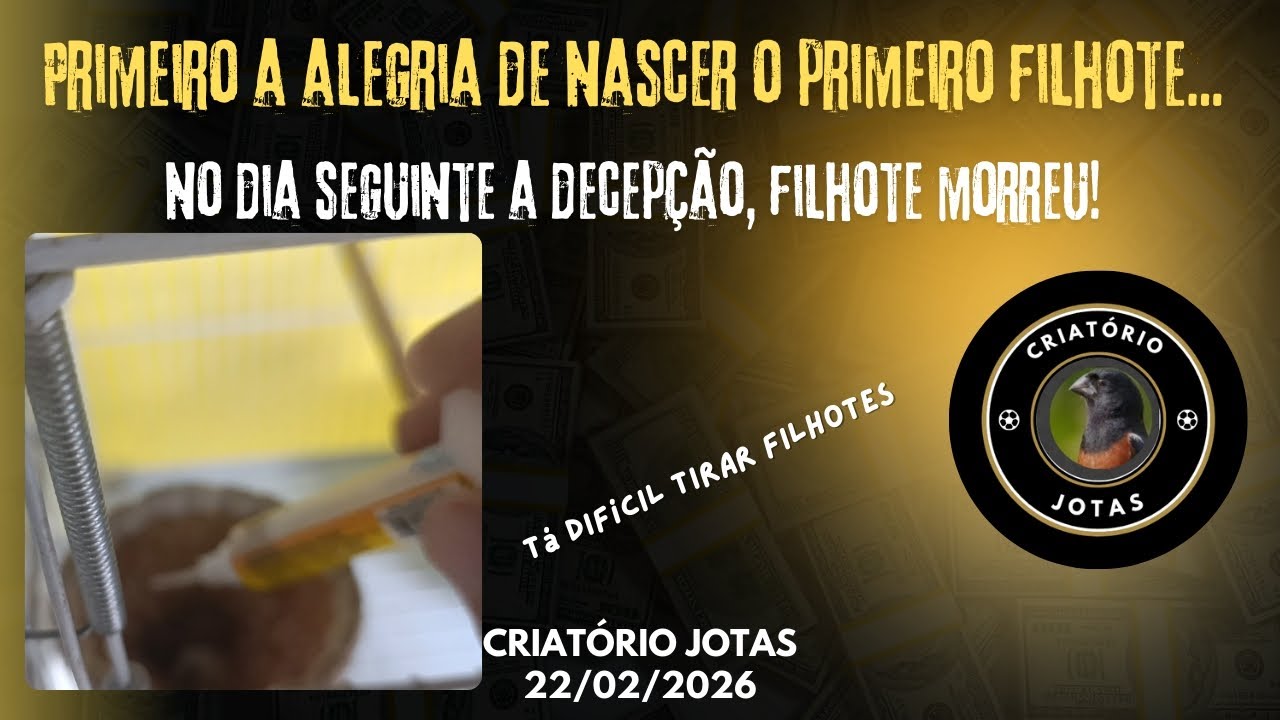 A fêmea tentou alimentar o filhote, eu também, mas...