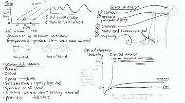 Opioids 5 - Kinetics and Context Sensitive Half-time