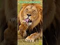 “From King to Cat 🦁 Watch This Lion Groom Himself” #naturelovers #wildtv #wildlife  #beastworldtv