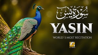 Surah Yasin (Yaseen) سورة يس | BEAUTIFUL VOICE THAT WILL SOOTHE YOUR SOUL | #surahyaseen 