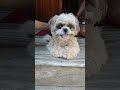 സൗന്ദര്യം ശാപമോ 💖#short#video #puppylove #ambi