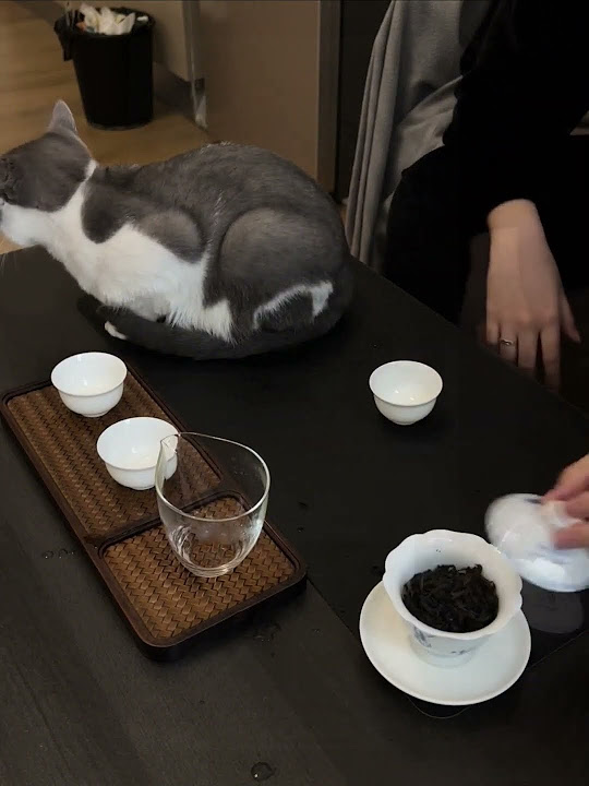 did-you-drink-tea-today-auhwafo-tea-teatime-cat-teaset-teapot