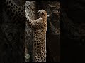 The Ultimate Vertical Hunt Snow Leopard vs Mountain Goat! | Animals of Our Earth #shorts #wildlife