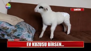 Ev kuzusu Birsen...