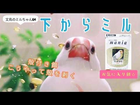 文鳥をテーブルの下から見るｗ　器用に殻を剥く可愛いくちばし☆　Java sparrow