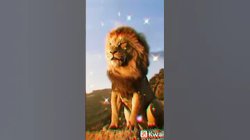 صور الاسود اغاني 