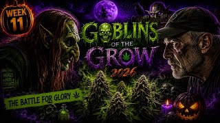 Cola Development Week 11 Cannabis Grow-off 